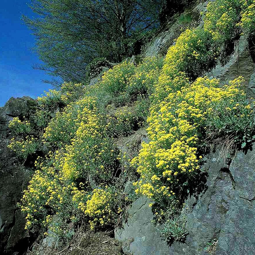 Steinkraut (Alyssum saxatile)