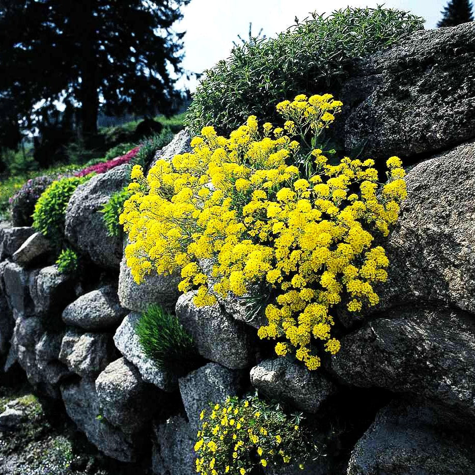 Steinkraut (Alyssum saxatile)