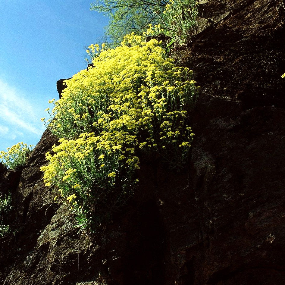 Steinkraut (Alyssum saxatile)
