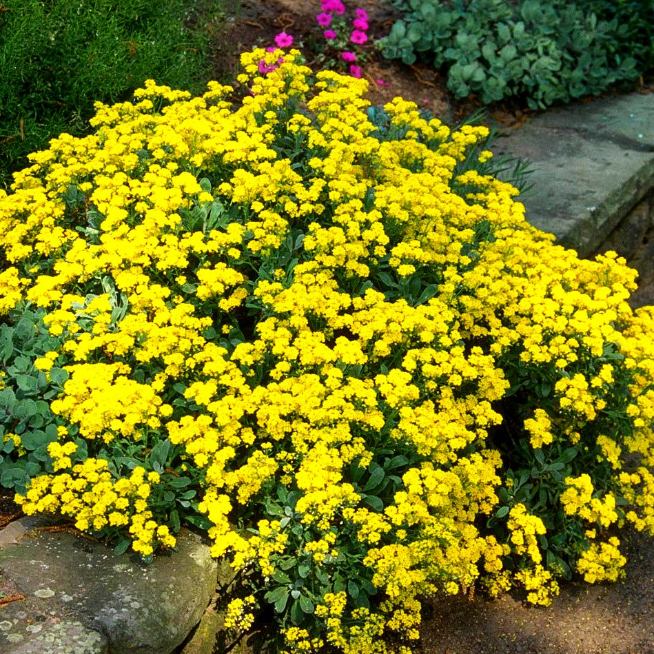Steinkraut 'Compactum' (Alyssum saxatile)