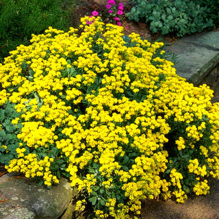 Steinkraut 'Compactum' (Alyssum saxatile)