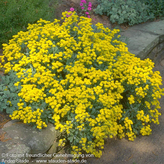Steinkraut 'Compactum' (Alyssum saxatile)