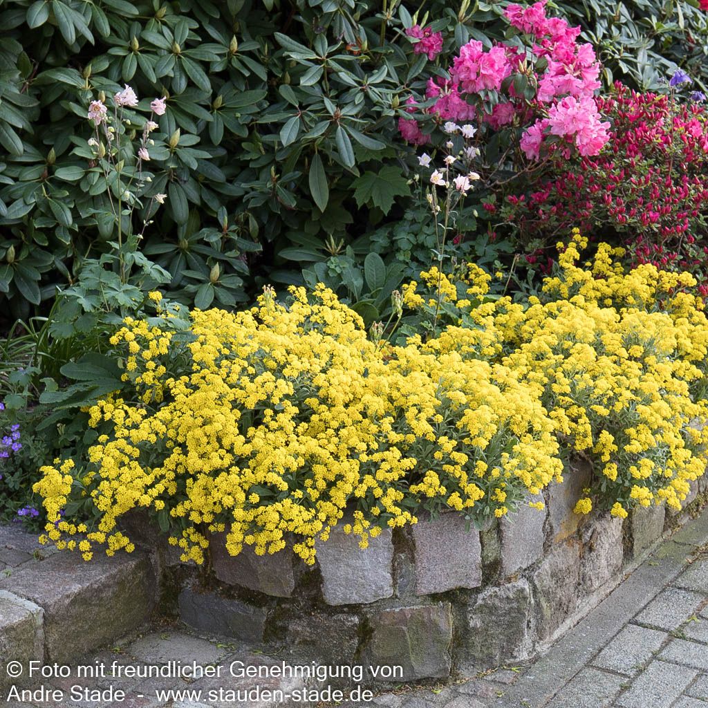 Steinkraut 'Compactum' (Alyssum saxatile)