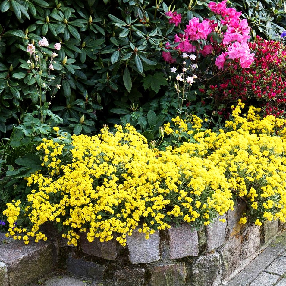 Steinkraut 'Compactum' (Alyssum saxatile)