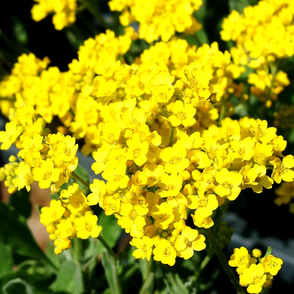 Steinkraut 'Compactum' (Alyssum saxatile)