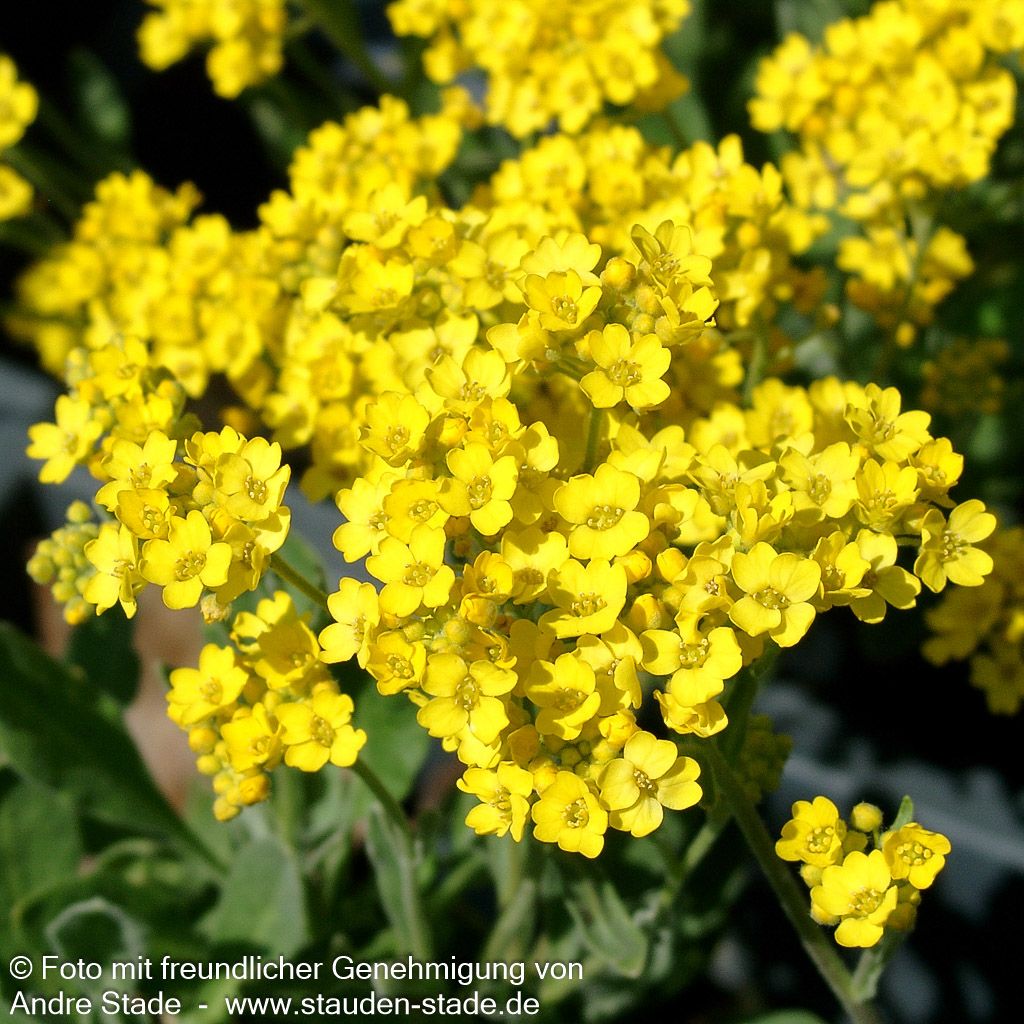 Steinkraut 'Compactum' (Alyssum saxatile)
