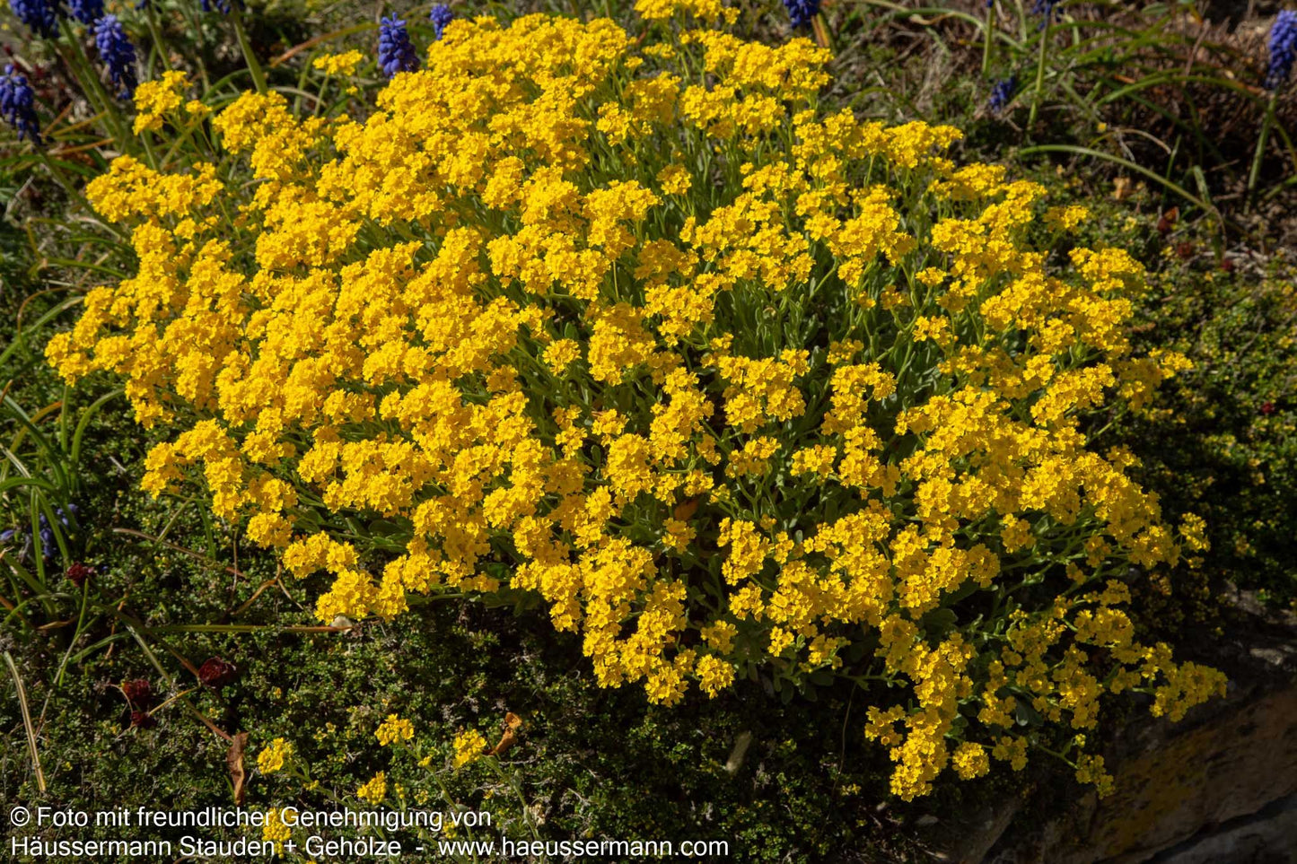 Steinkraut 'Compactum' (Alyssum saxatile)