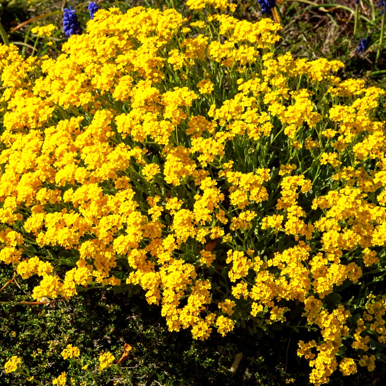 Steinkraut 'Compactum' (Alyssum saxatile)