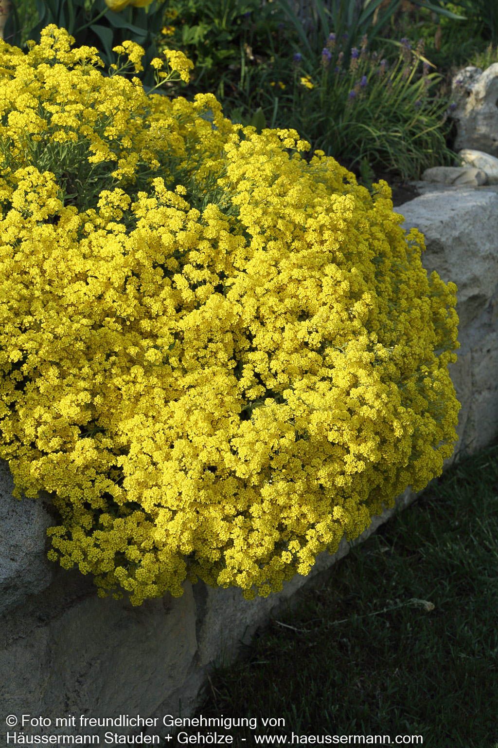 Steinkraut 'Compactum' (Alyssum saxatile)