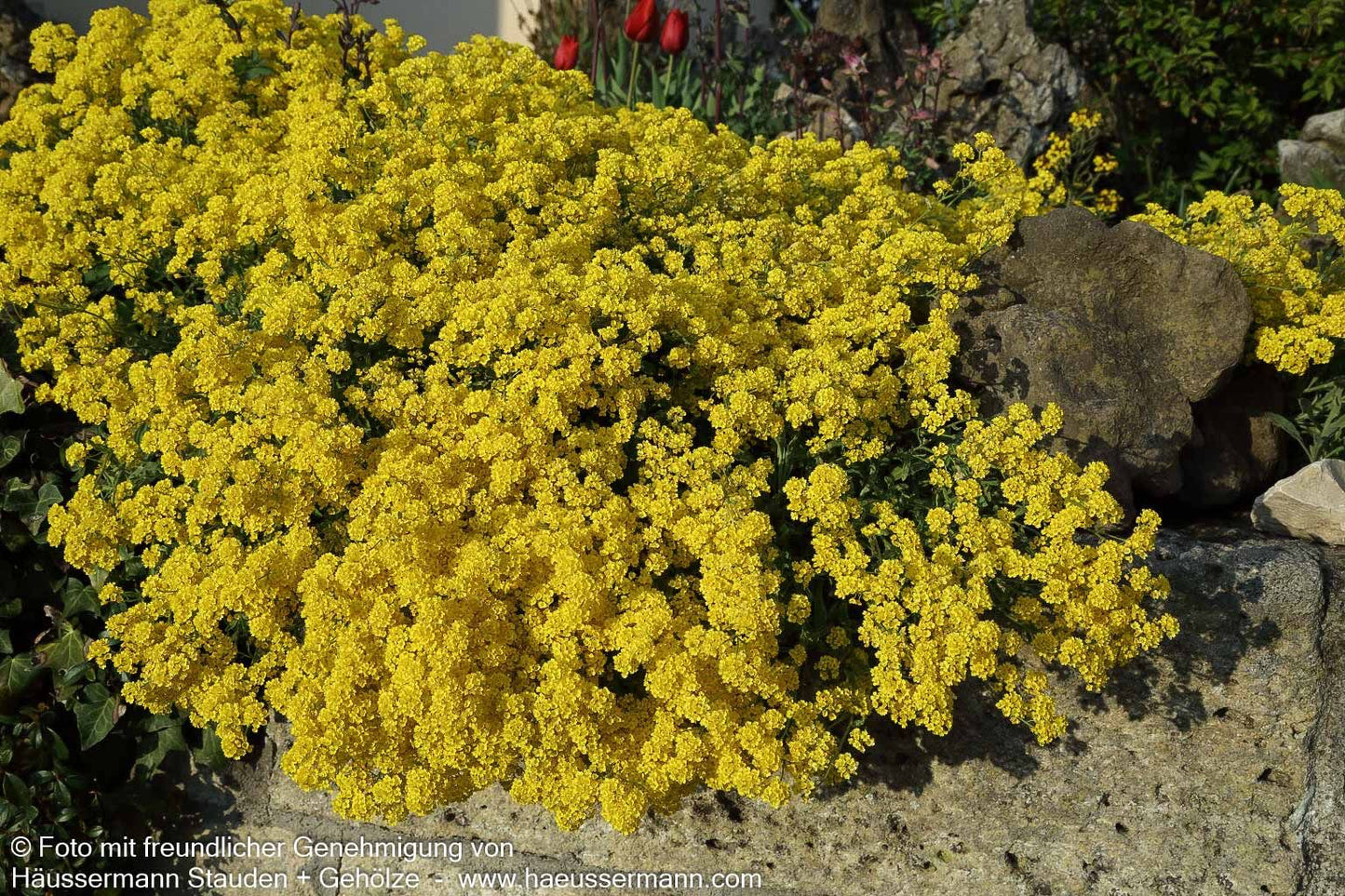 Steinkraut 'Compactum' (Alyssum saxatile)