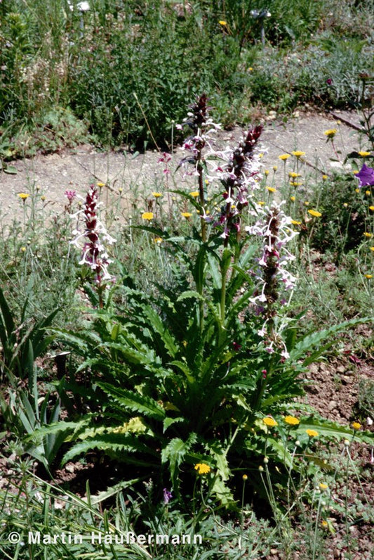Steppendistel (Morina longifolia)