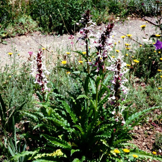 Steppendistel (Morina longifolia)