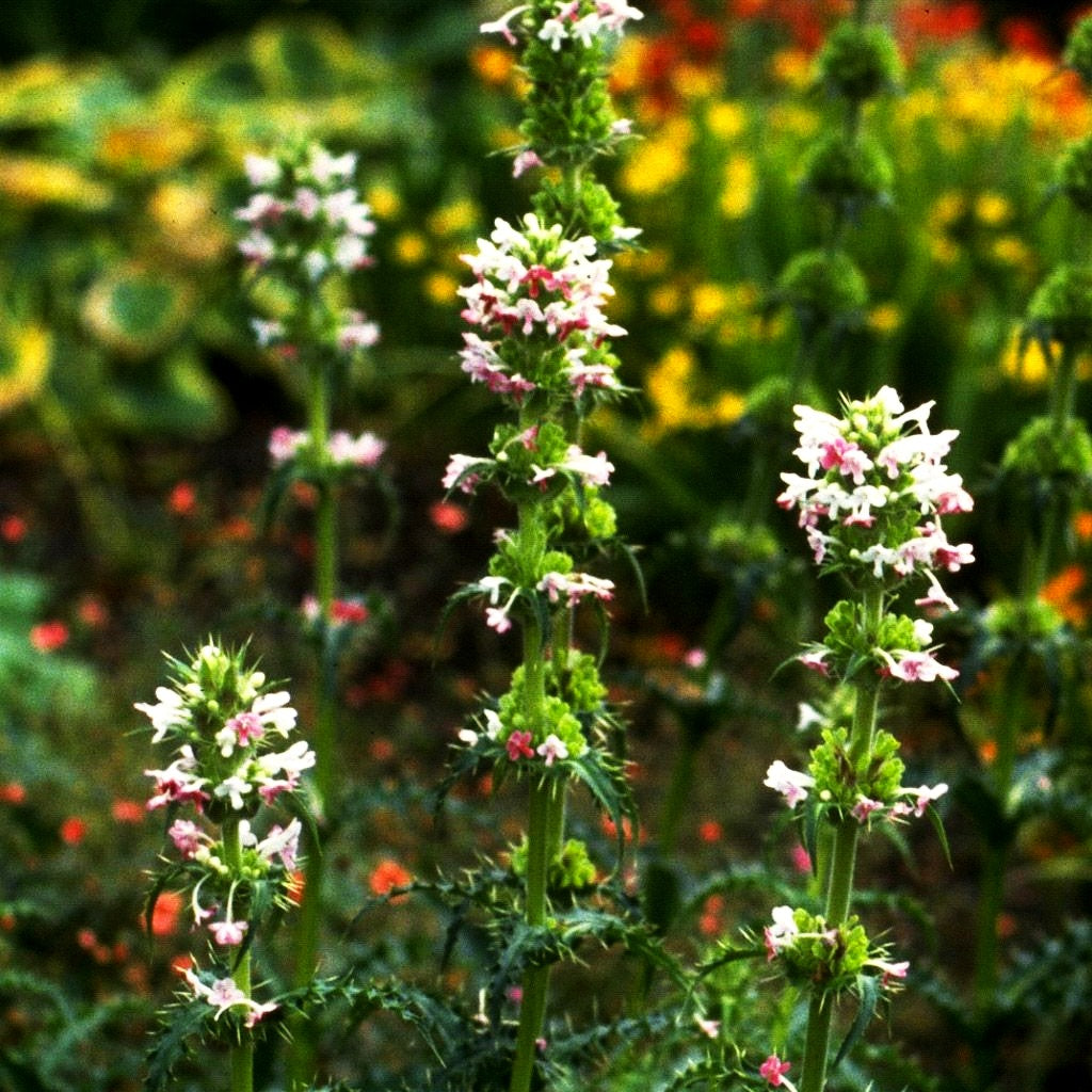 Steppendistel (Morina longifolia)