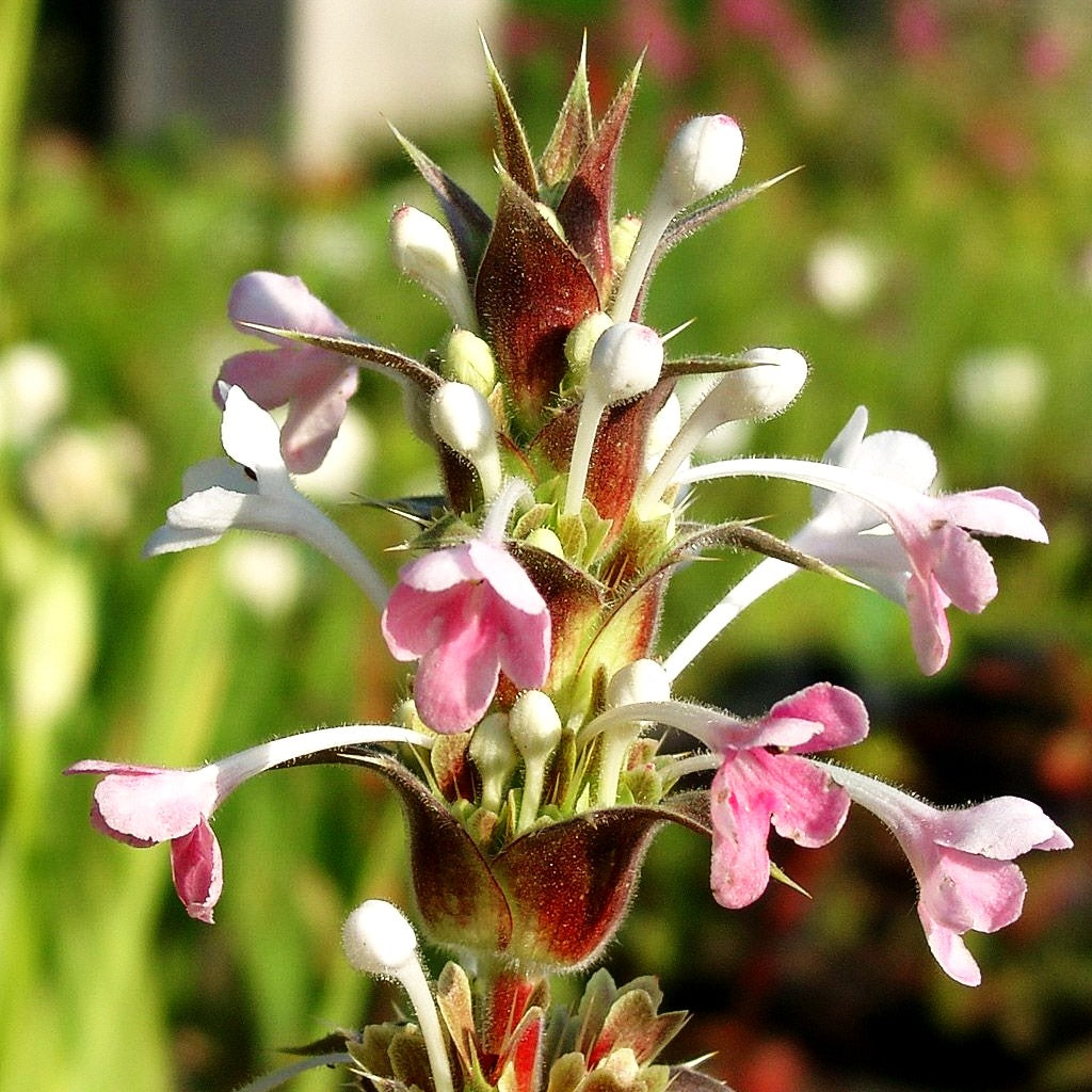Steppendistel (Morina longifolia)