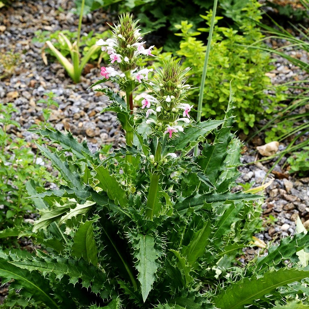 Steppendistel (Morina longifolia)