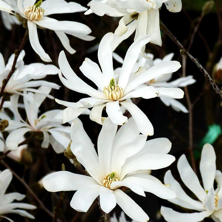 Stern-Magnolie (Magnolia stellata)