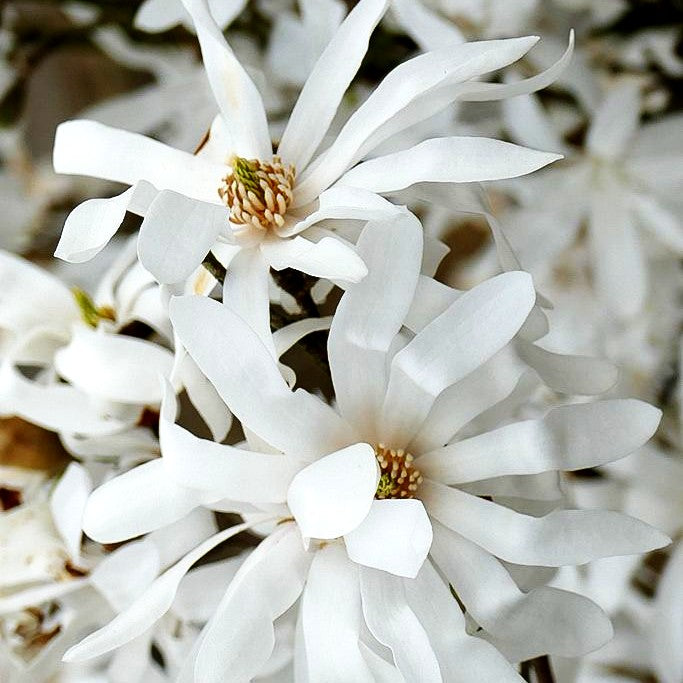 Stern-Magnolie (Magnolia stellata)