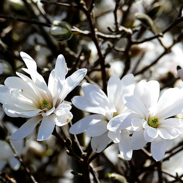 Stern-Magnolie (Magnolia stellata)