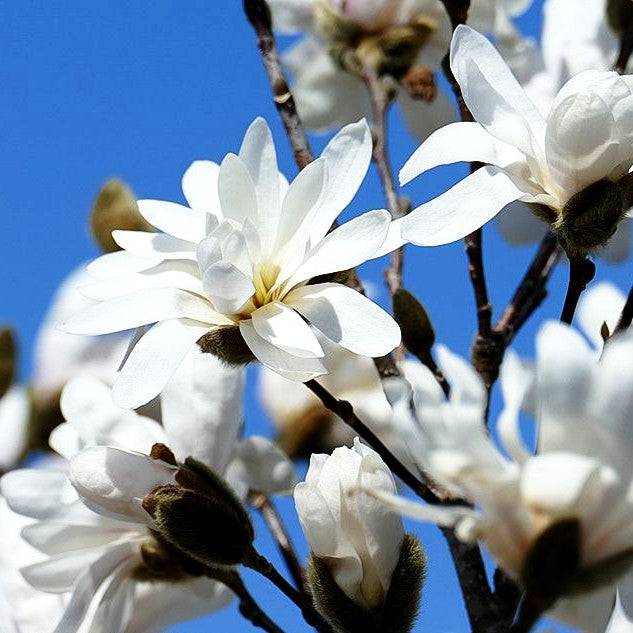Stern-Magnolie (Magnolia stellata)