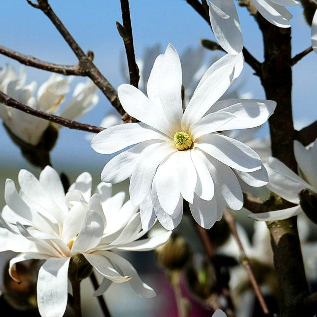 Stern-Magnolie (Magnolia stellata)