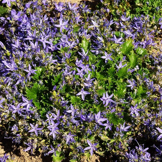 Sternförmige Glockenblume 'Erinus Major' (Campanula garganica)