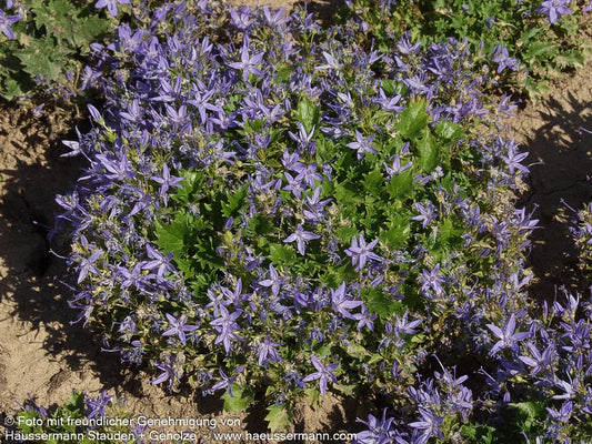 Sternförmige Glockenblume 'Erinus Major' (Campanula garganica)