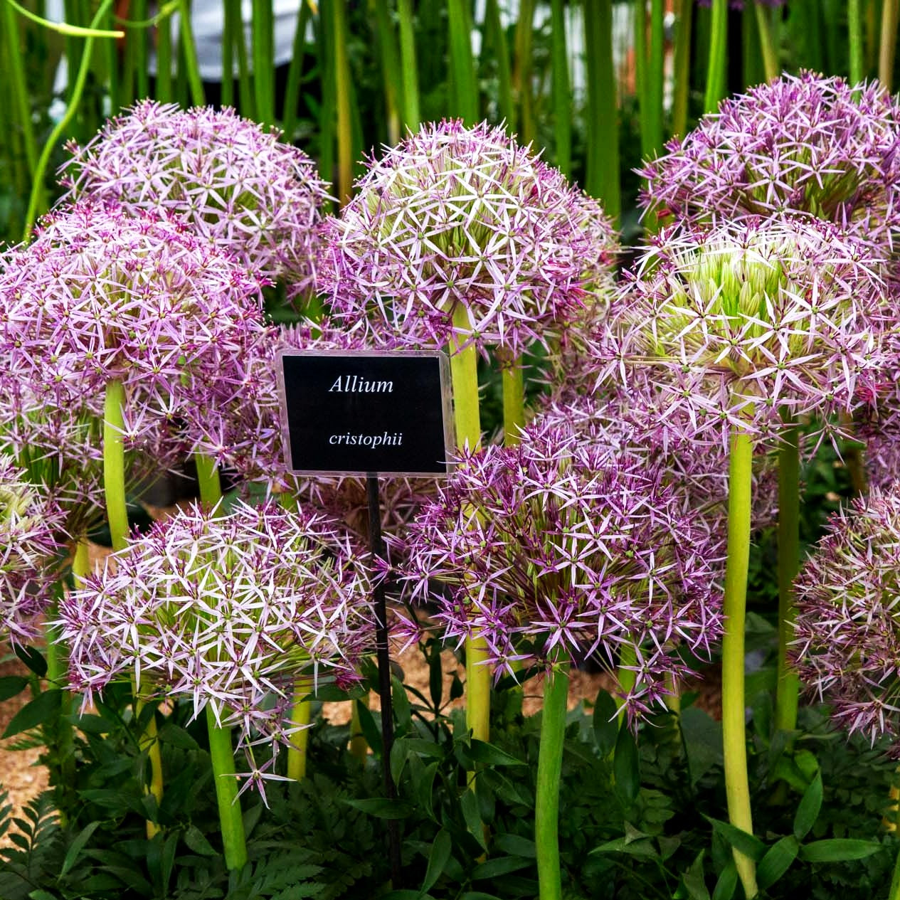 Sternkugel-Lauch (Allium christophii)