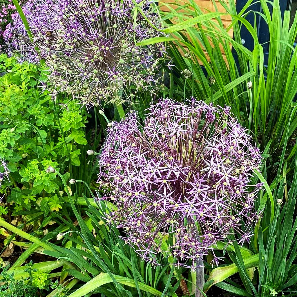 Sternkugel-Lauch (Allium christophii)