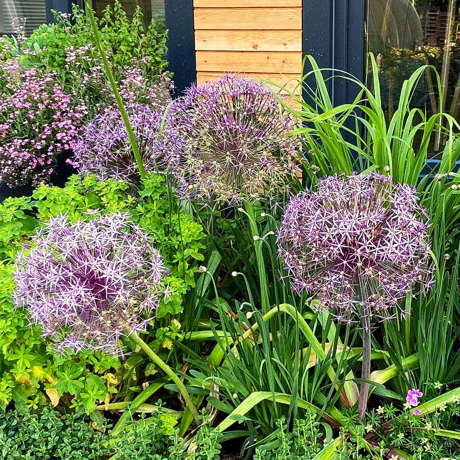 Sternkugel-Lauch (Allium christophii)