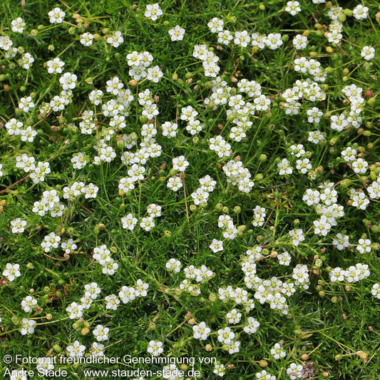 Sternmoos (Sagina subulata, veg.)