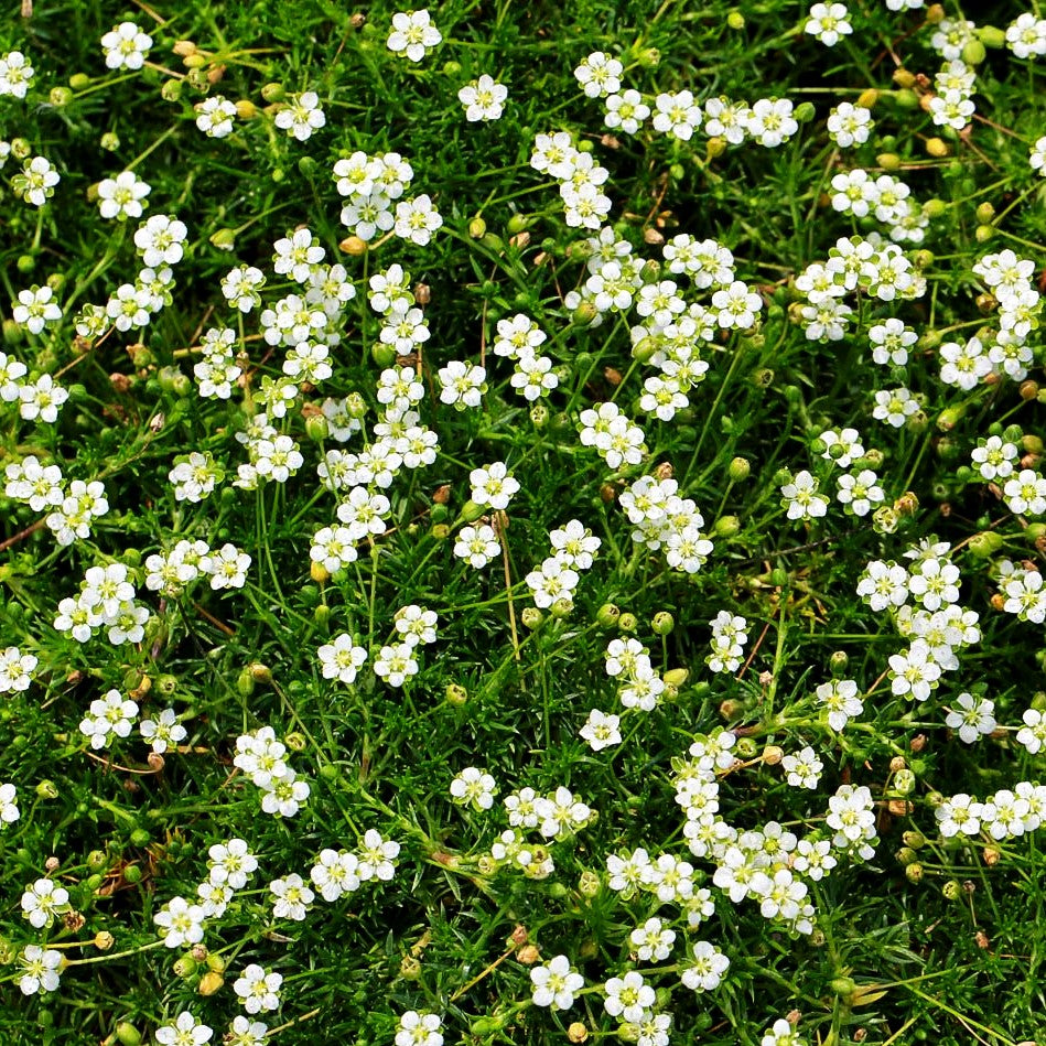 Sternmoos (Sagina subulata, veg.)