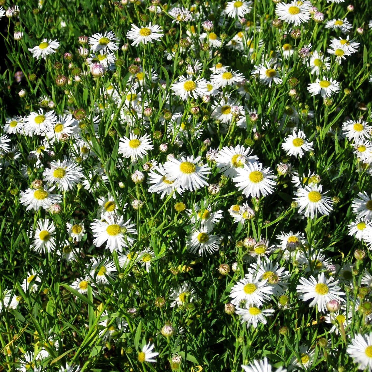 Sternwolkenaster 'Snowbank' (Boltonia asteroides)