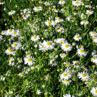 Sternwolkenaster 'Snowbank' (Boltonia asteroides)
