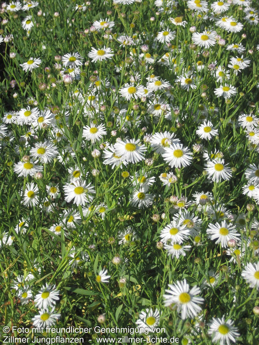 Sternwolkenaster 'Snowbank' (Boltonia asteroides)