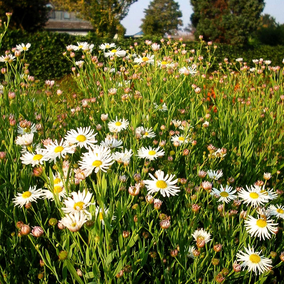 Sternwolkenaster 'Snowbank' (Boltonia asteroides)