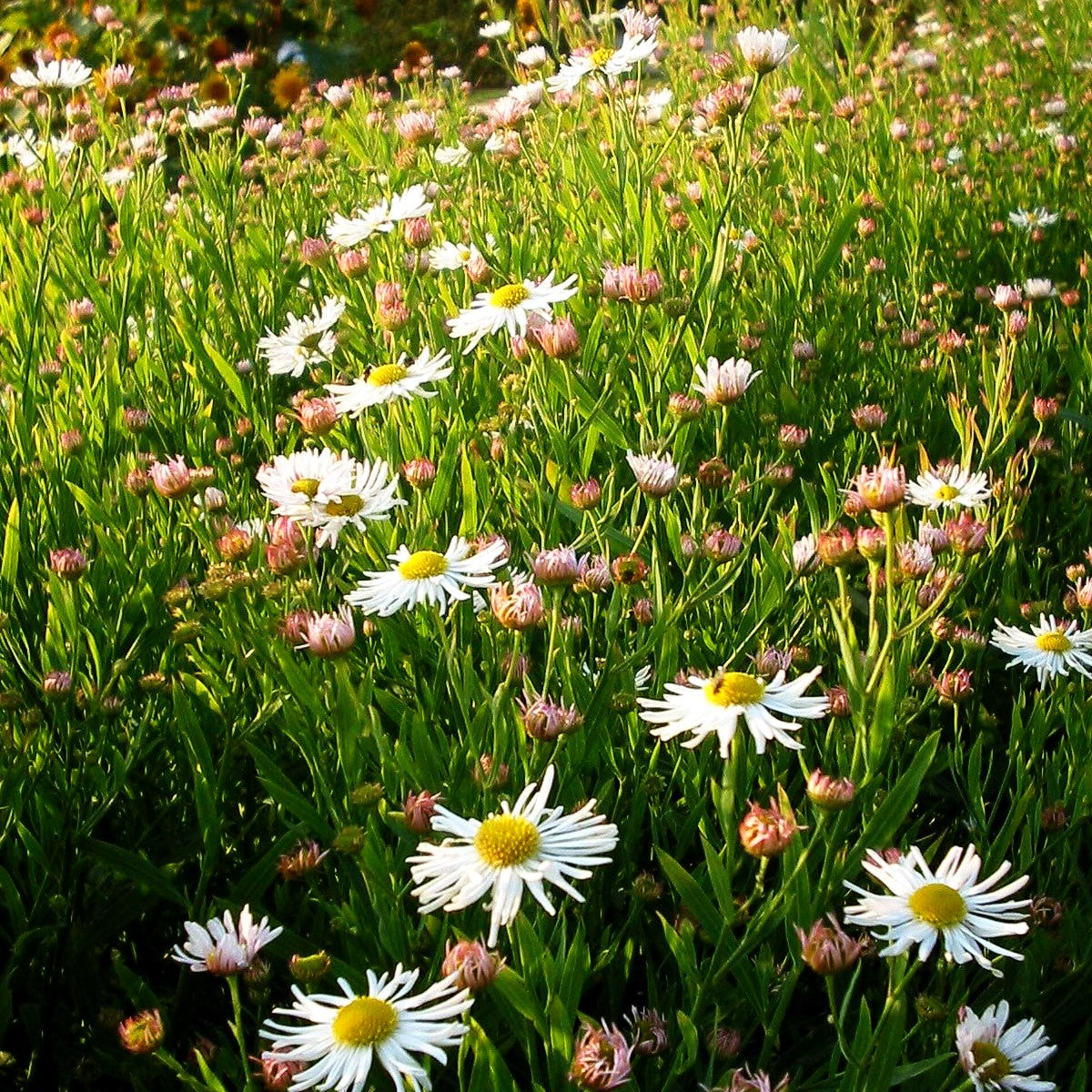Sternwolkenaster 'Snowbank' (Boltonia asteroides)