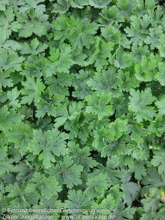 Storchschnabel 'Album' (Geranium phaeum)