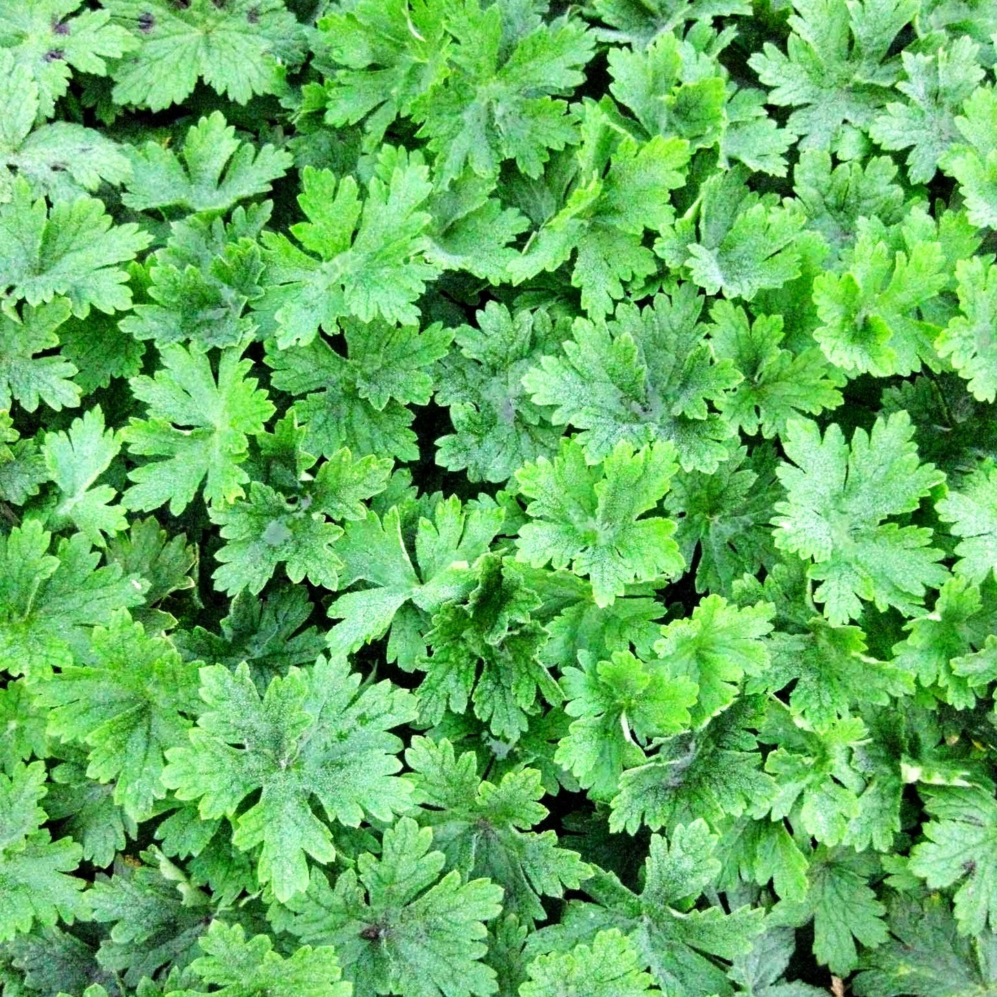 Storchschnabel 'Album' (Geranium phaeum)