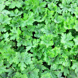 Storchschnabel 'Album' (Geranium phaeum)