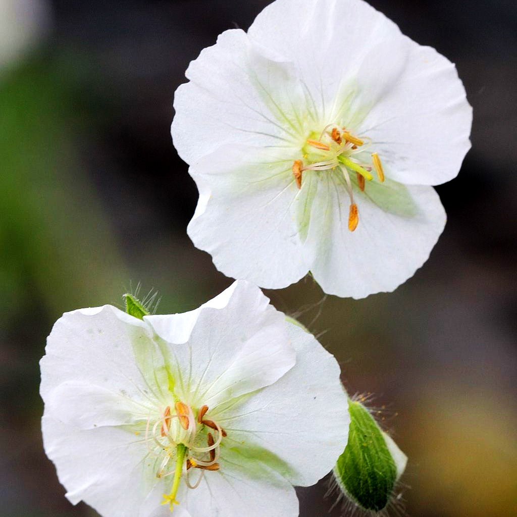 Storchschnabel 'Album' (Geranium phaeum)