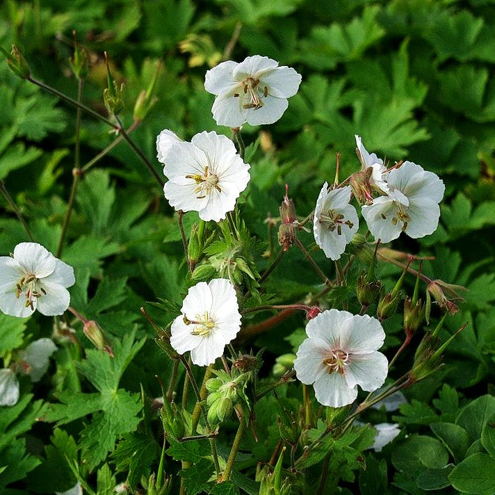 Storchschnabel 'Album' (Geranium phaeum)