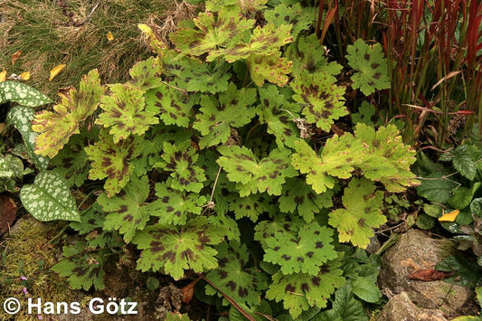 Storchschnabel 'Golden Spring' (Geranium phaeum)