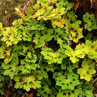Storchschnabel 'Golden Spring' (Geranium phaeum)