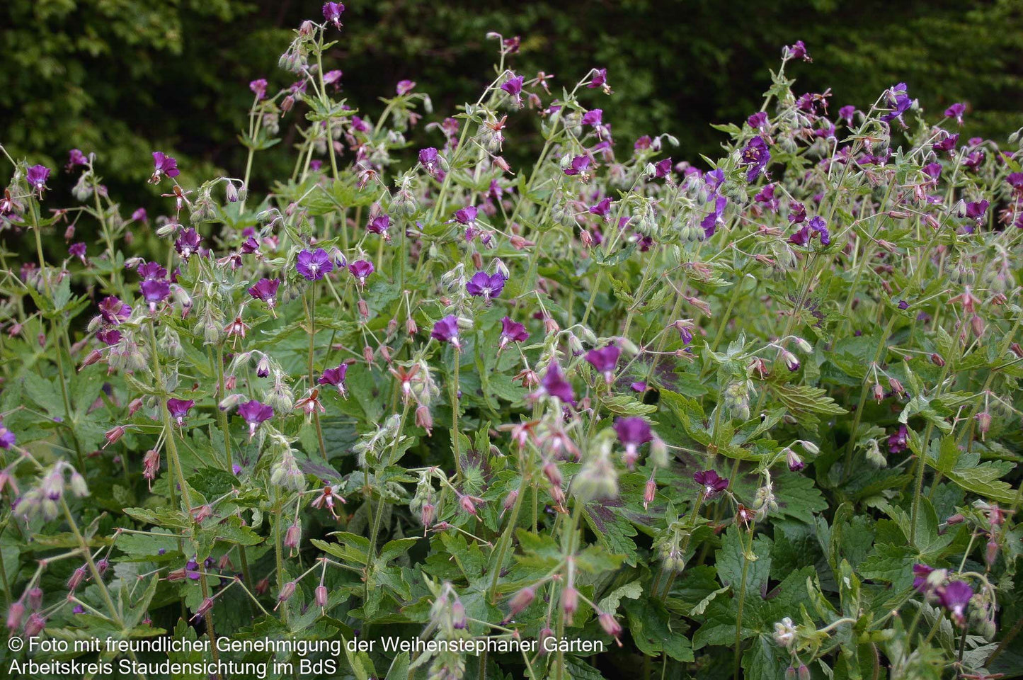 Storchschnabel 'Golden Spring' (Geranium phaeum)