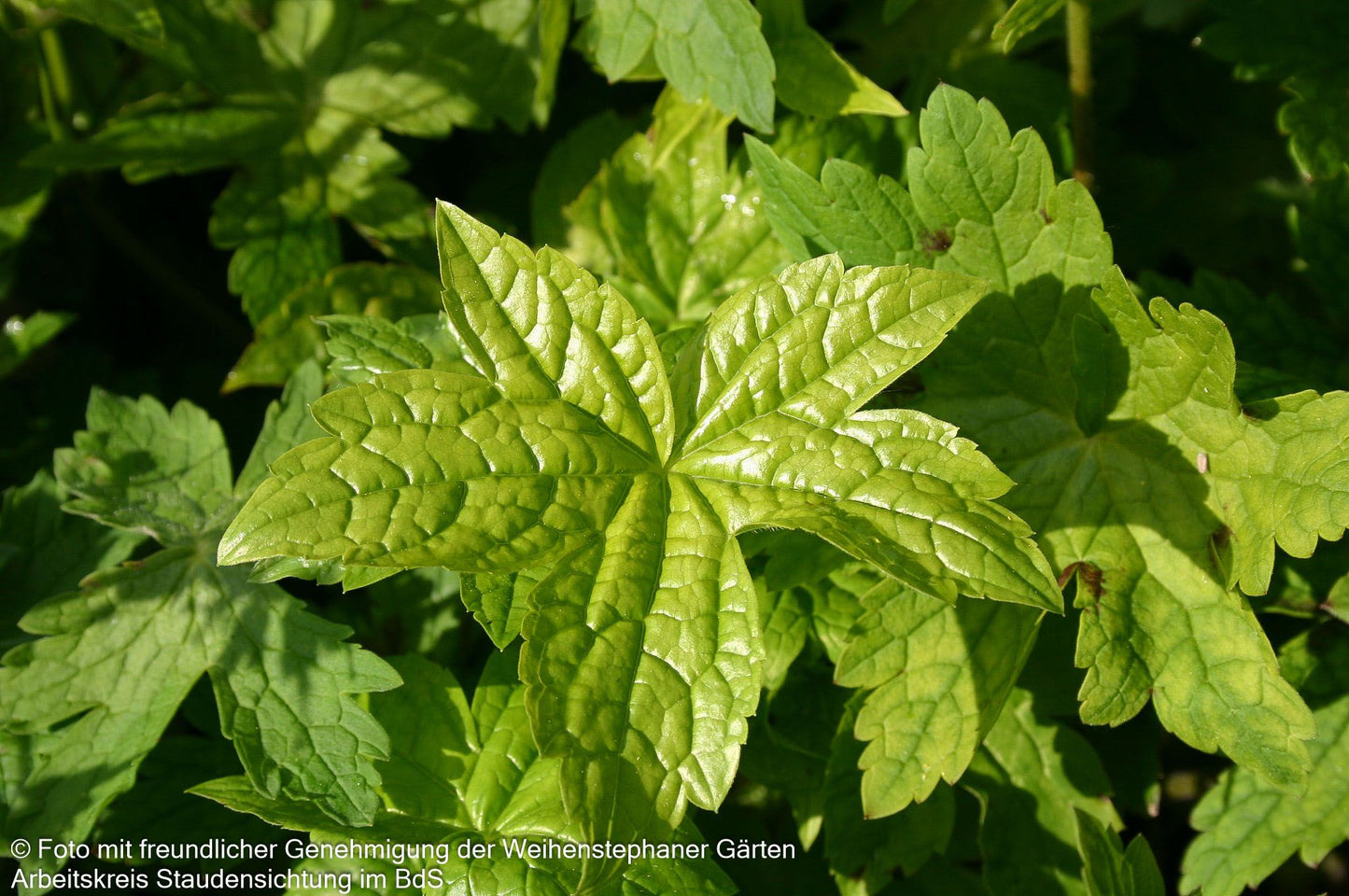Storchschnabel 'Golden Spring' (Geranium phaeum)
