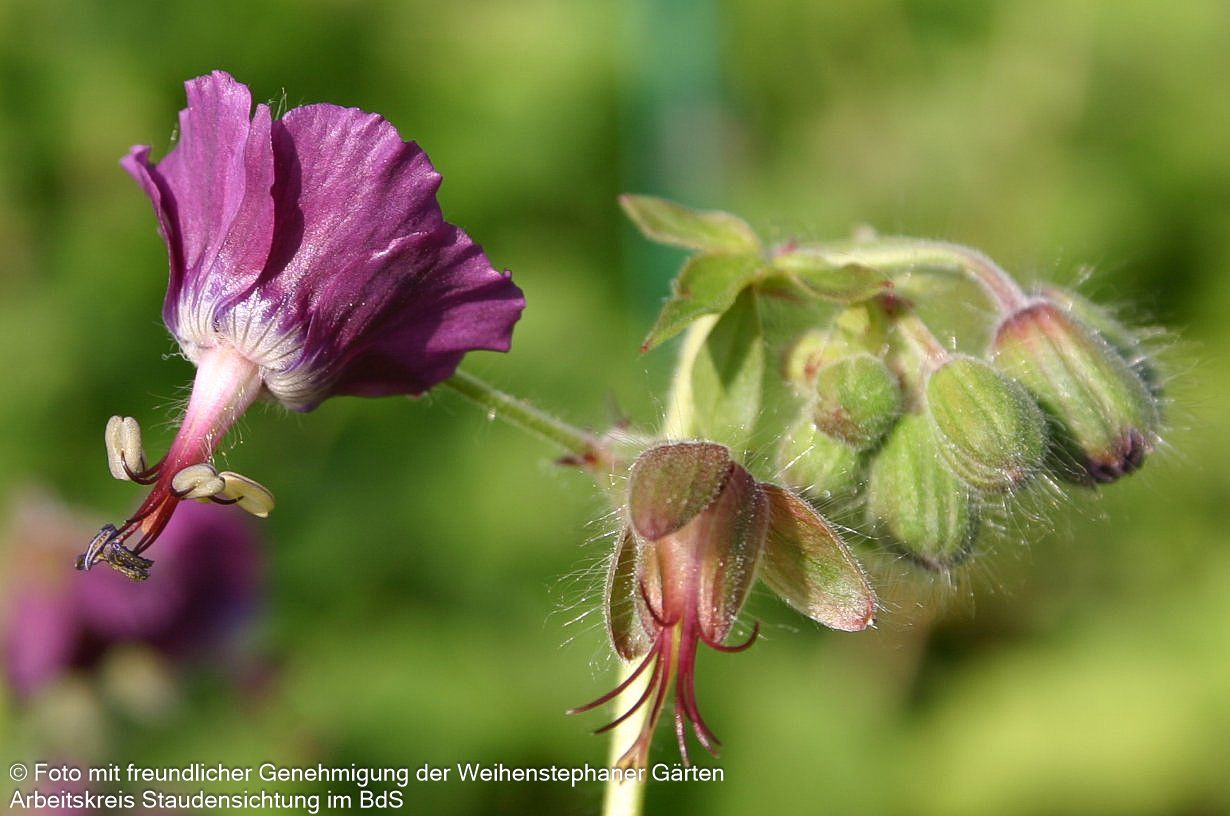 Storchschnabel 'Golden Spring' (Geranium phaeum)