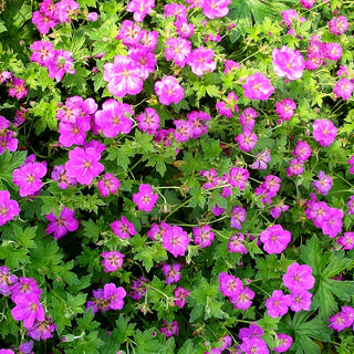 Storchschnabel 'Russel Prichard' (Geranium x riversleaian.)