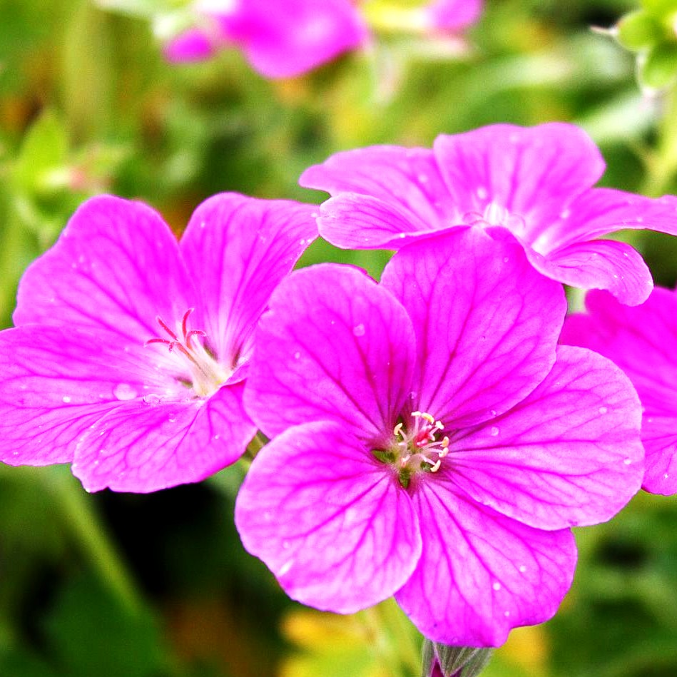 Storchschnabel 'Russel Prichard' (Geranium x riversleaian.)