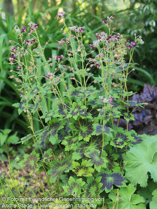 Storchschnabel 'Samobor' (Geranium phaeum)