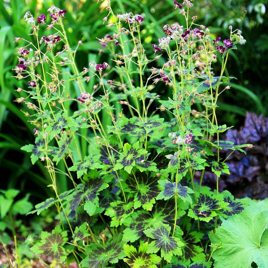 Storchschnabel 'Samobor' (Geranium phaeum)